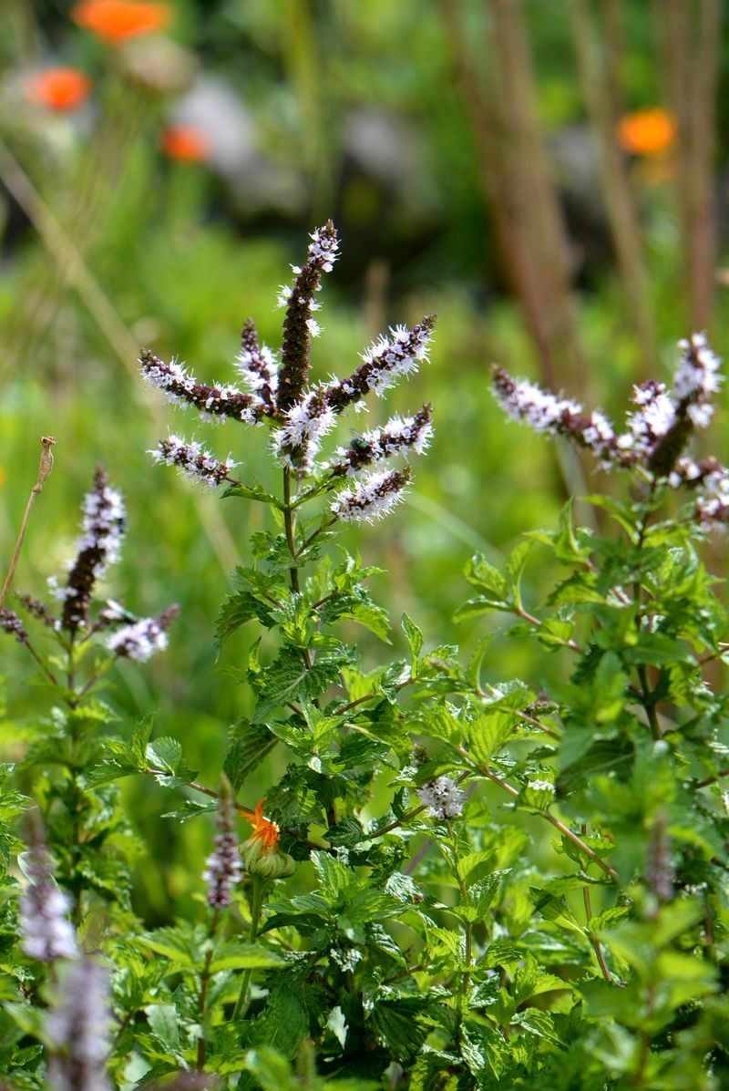 Image of Mentha spicata specimen.