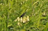 Sophora flavescens