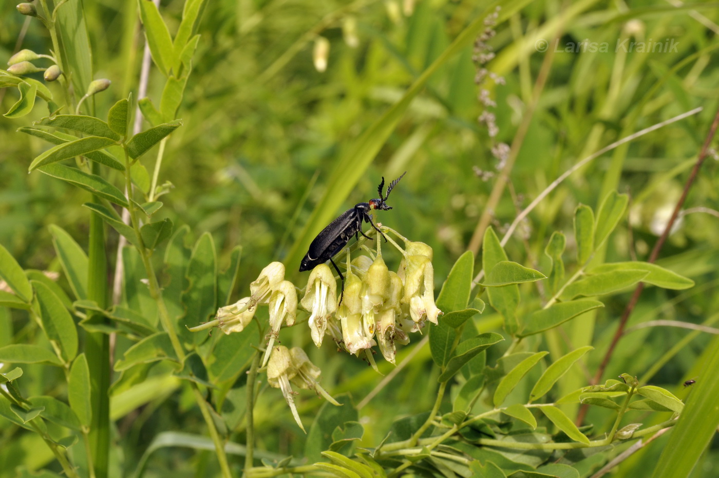 Изображение особи Sophora flavescens.