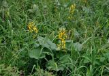 Ligularia sibirica. Цветущие растения. Хабаровский край, р-н им. Полины Осипенко, хребет Дуссе-Алинь, берег оз. Тюленье, ≈ 1200 м н.у.м., заболоченный луг с Carex. 19.07.2021.