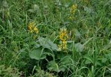 Ligularia sibirica