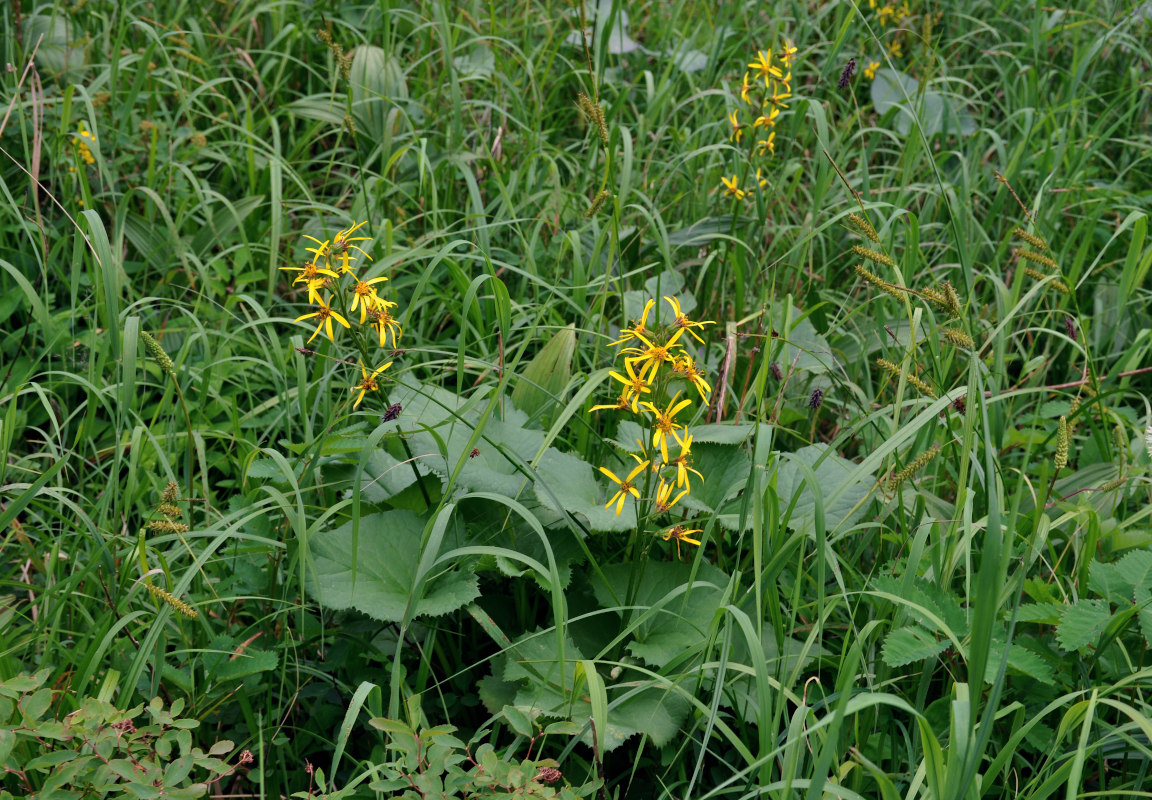 Изображение особи Ligularia sibirica.