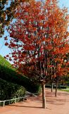 Parrotia persica. Дерево с листьями в осенней окраске. Краснодарский край, г. Краснодар, парк \"Краснодар\". 15.10.2021.