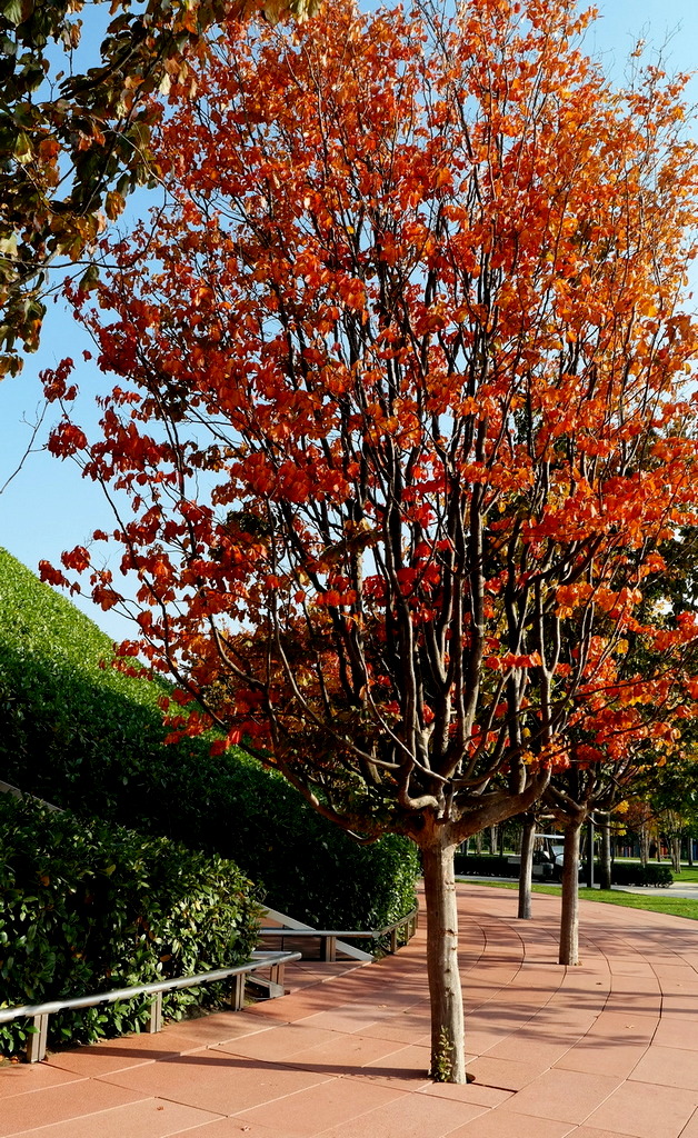 Image of Parrotia persica specimen.