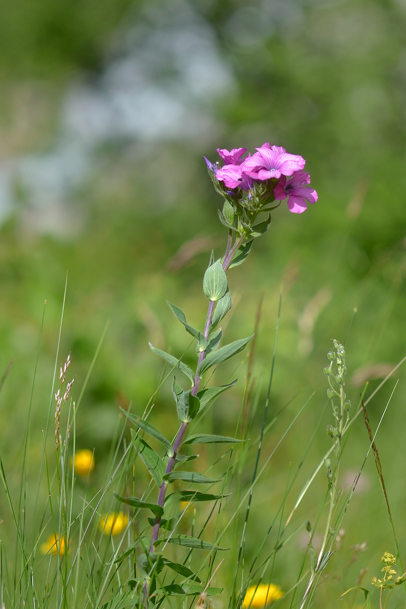 Изображение особи Linum hypericifolium.