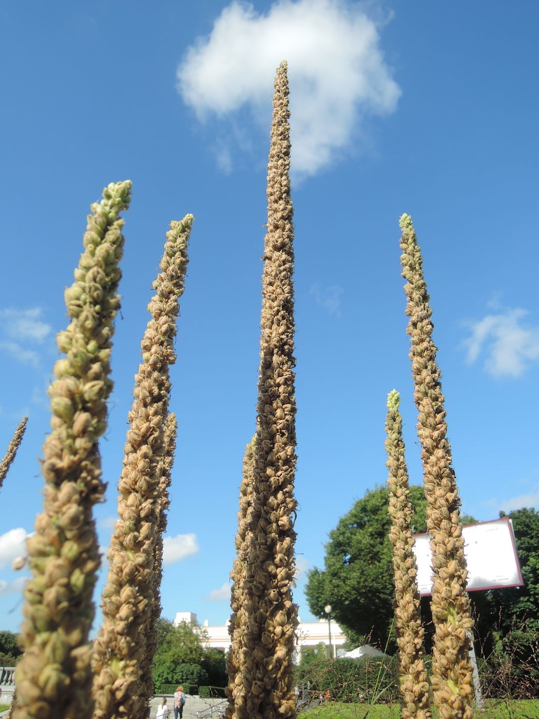 Изображение особи Verbascum thapsus.