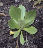 Primula auricula