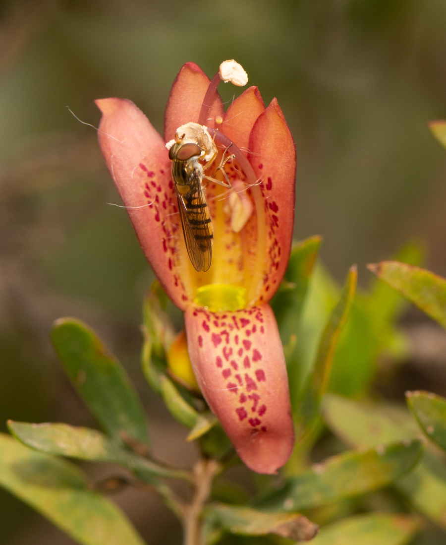 Изображение особи Eremophila maculata.