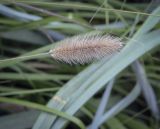 genus Setaria. Соплодие. Москва, Аптекарский огород, разнотравный газон. 03.09.2021.