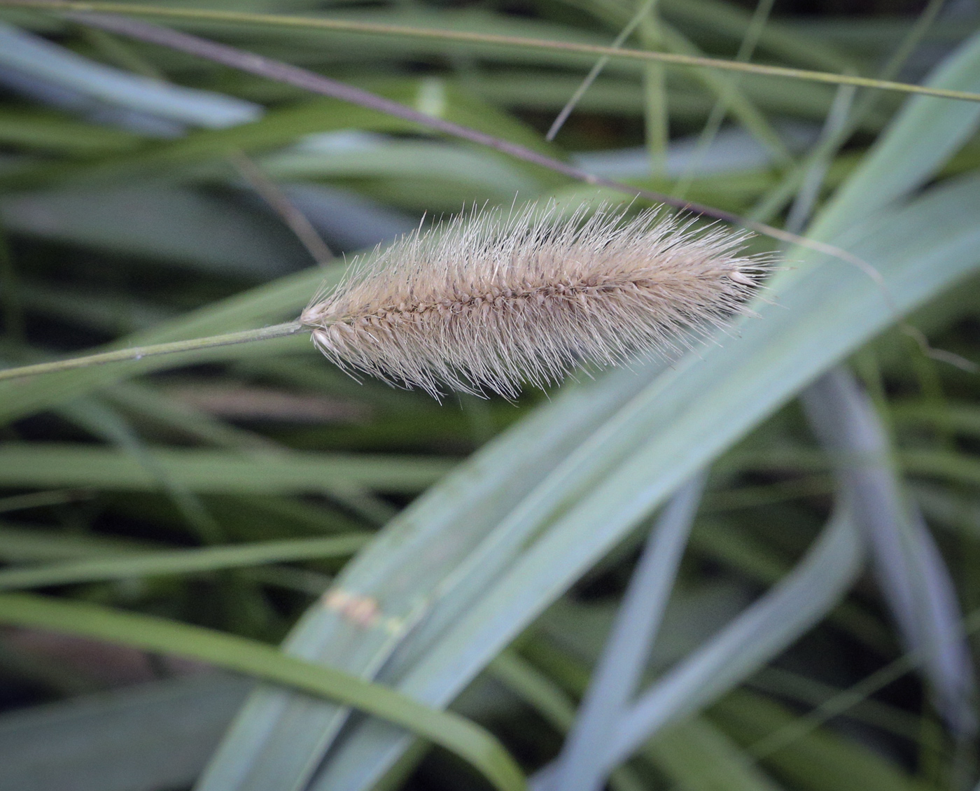 Image of genus Setaria specimen.