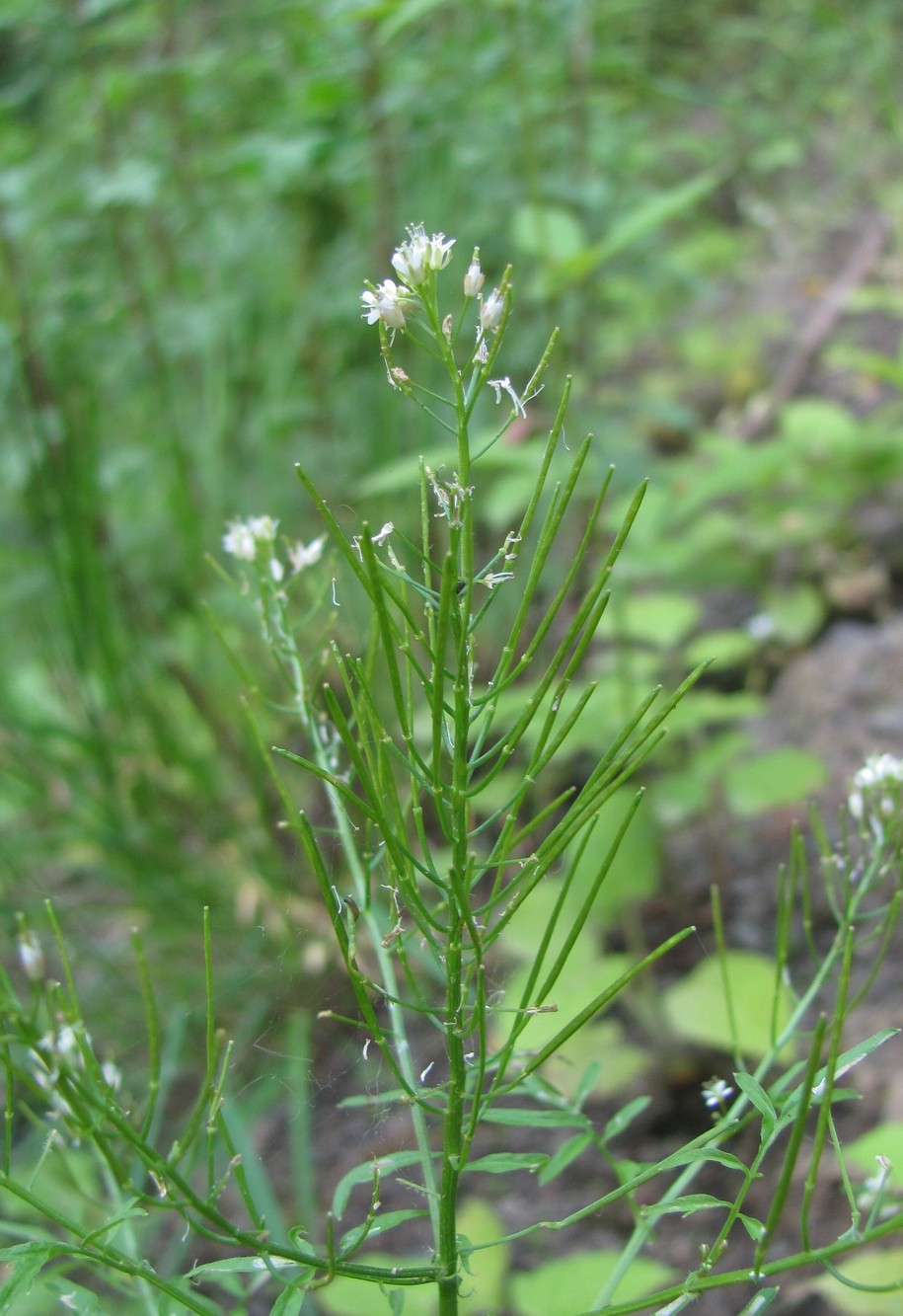 Изображение особи Cardamine impatiens.