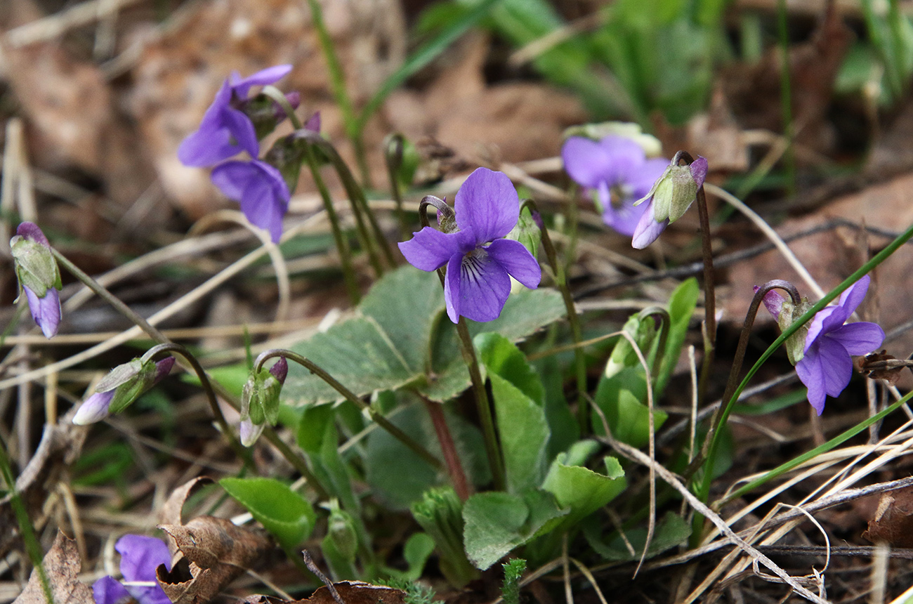 Image of Viola hirta specimen.