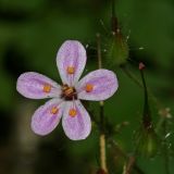 Geranium robertianum. Цветок. Республика Абхазия, окр. Нового Афона. 20.08.2009.