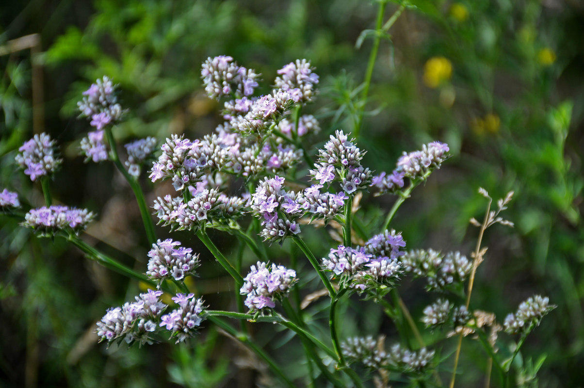 Изображение особи Goniolimon speciosum.