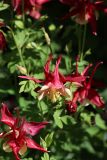 Aquilegia coerulea