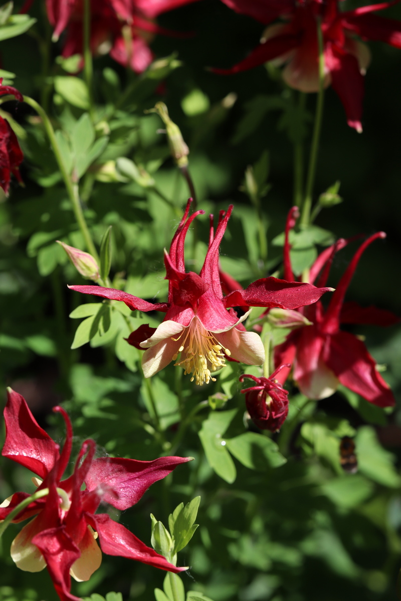 Изображение особи Aquilegia coerulea.