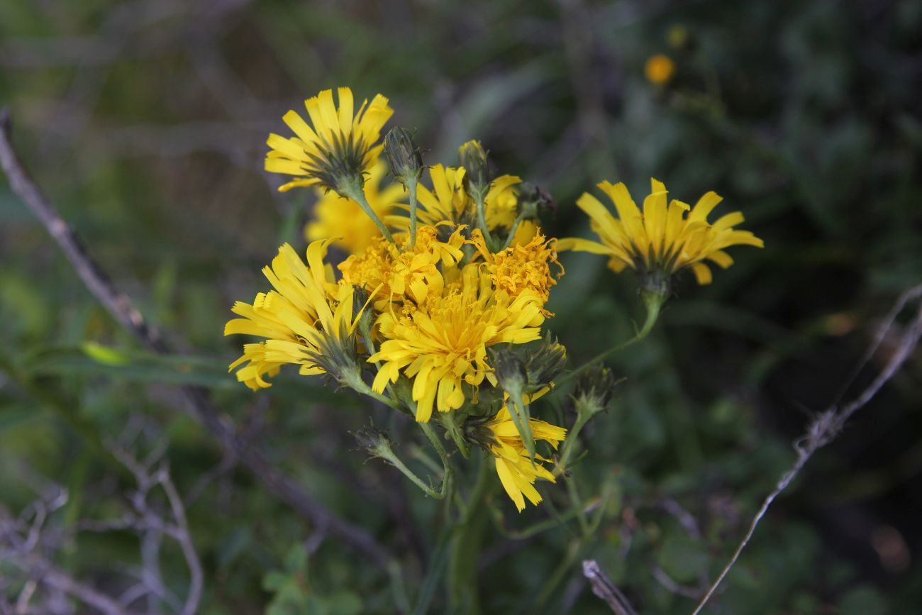 Изображение особи род Hieracium.