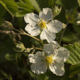 Fragaria campestris