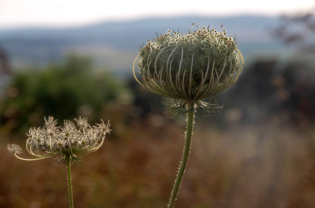 Image of Daucus carota specimen.