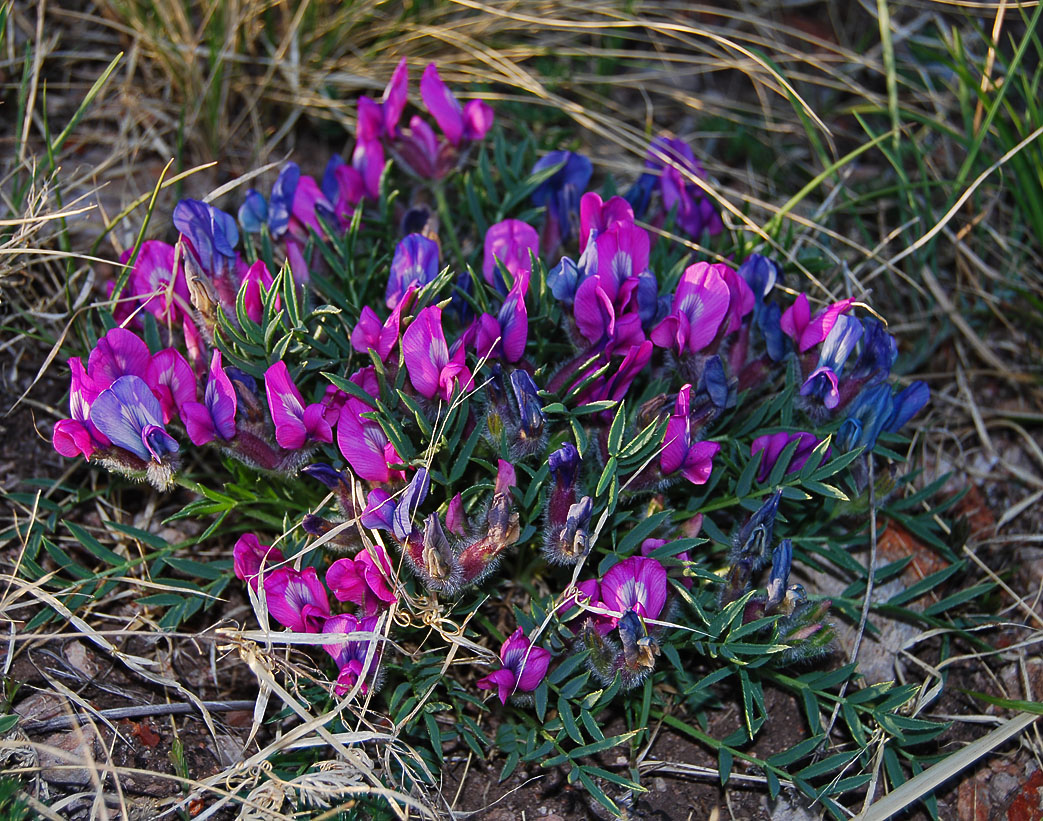 Image of Oxytropis nuda specimen.