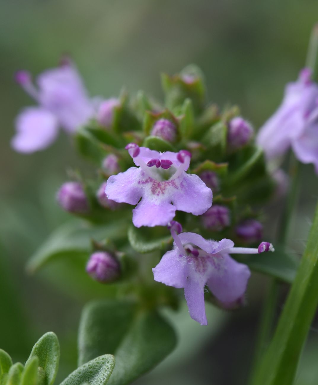 Изображение особи Thymus caucasicus.