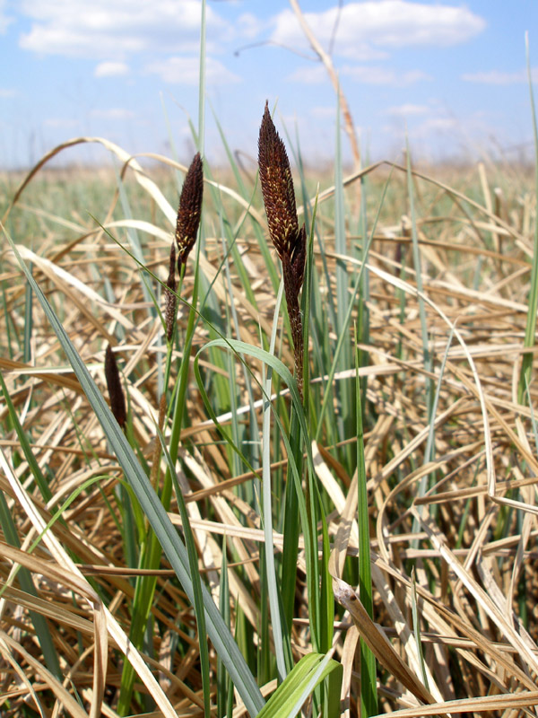 Изображение особи Carex riparia.