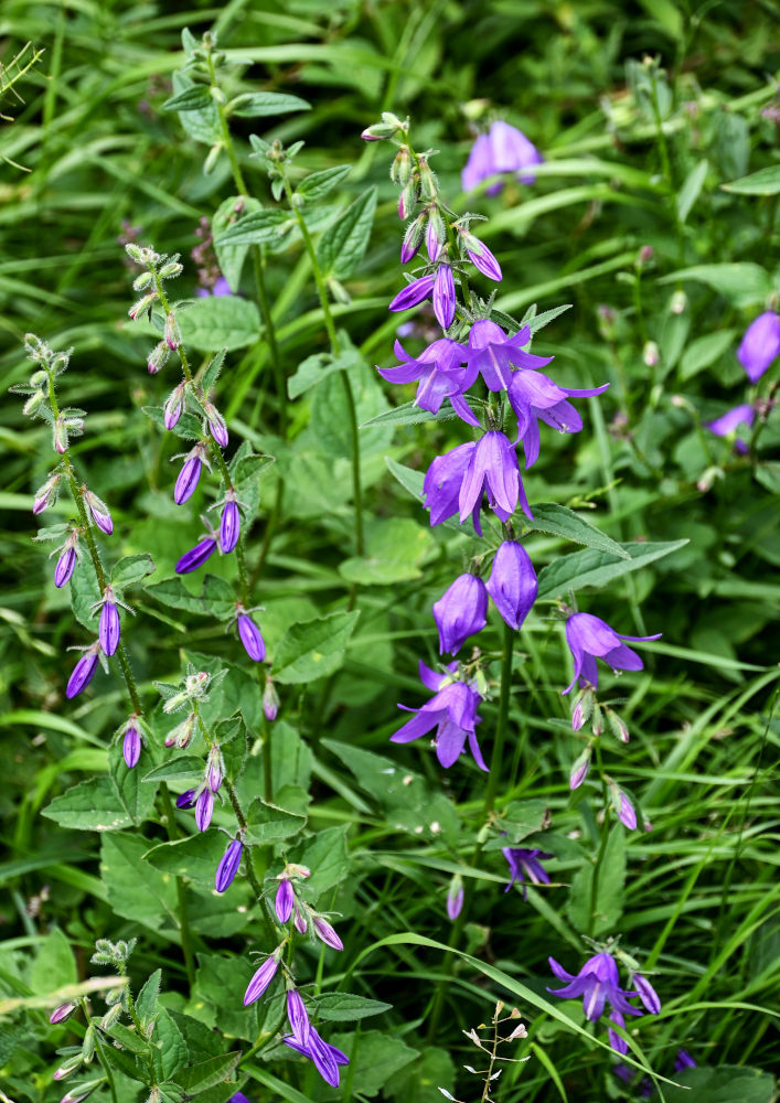 Изображение особи Campanula rapunculoides.