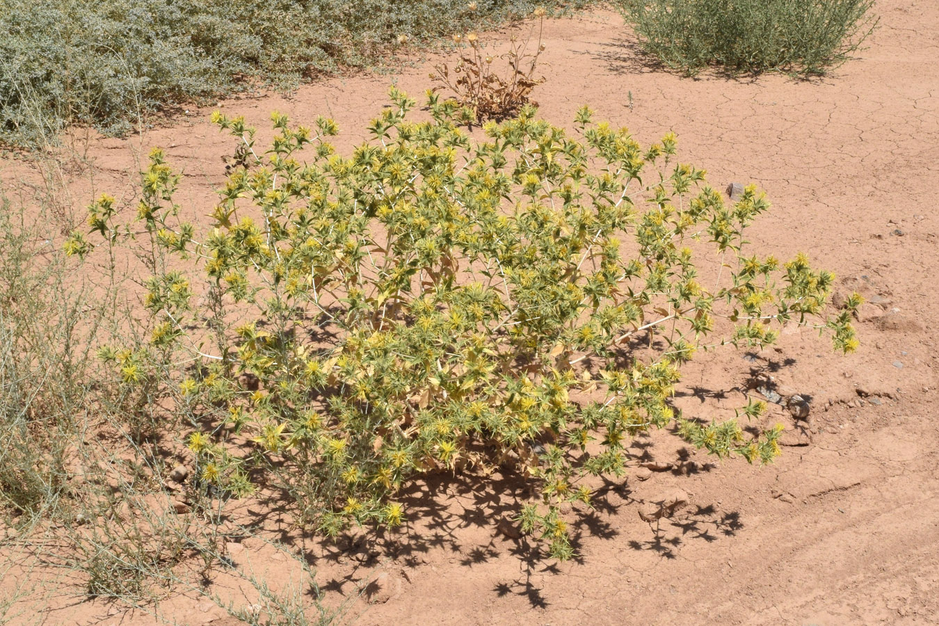 Image of Carthamus oxyacanthus specimen.