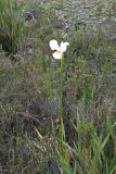 Diplarrena latifolia. Цветущее растение. Австралия, штат Тасмания, национальный парк \"Southwest\". 26.12.2010.