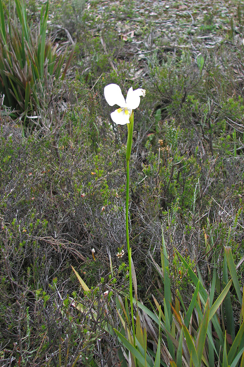 Изображение особи Diplarrena latifolia.