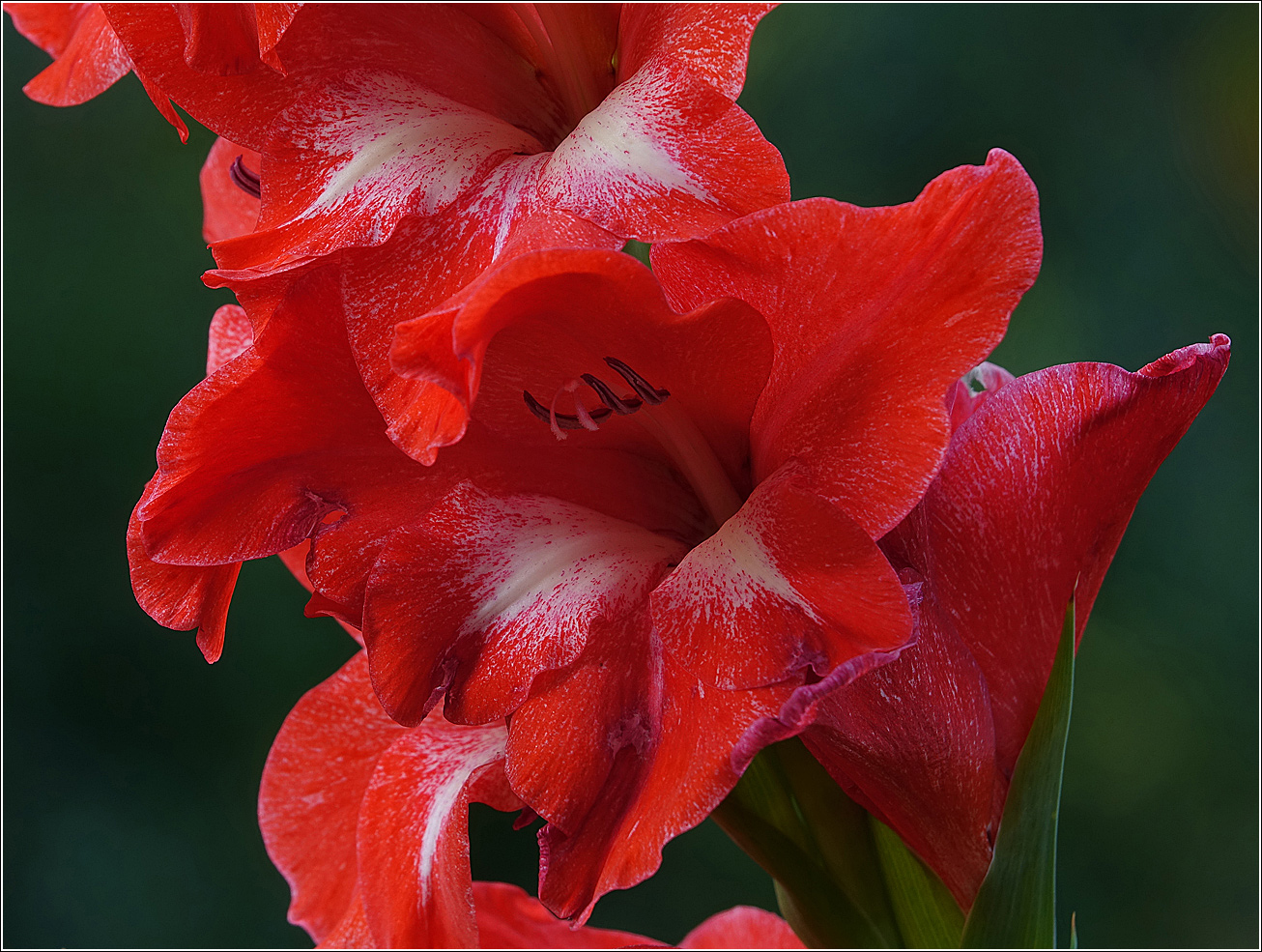 Image of Gladiolus × gandavensis specimen.