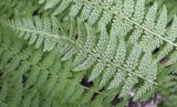 Athyrium filix-femina. Сегмент вайи с сорусами (вид на абаксиальную поверхность). Ханты-Мансийский автономный округ — Югра, Октябрьский р-н, сельское поселение Курымкары, окр. пос. Горнореченск, правый берег р. Обь, сырой смешанный лес. 05.09.2022.