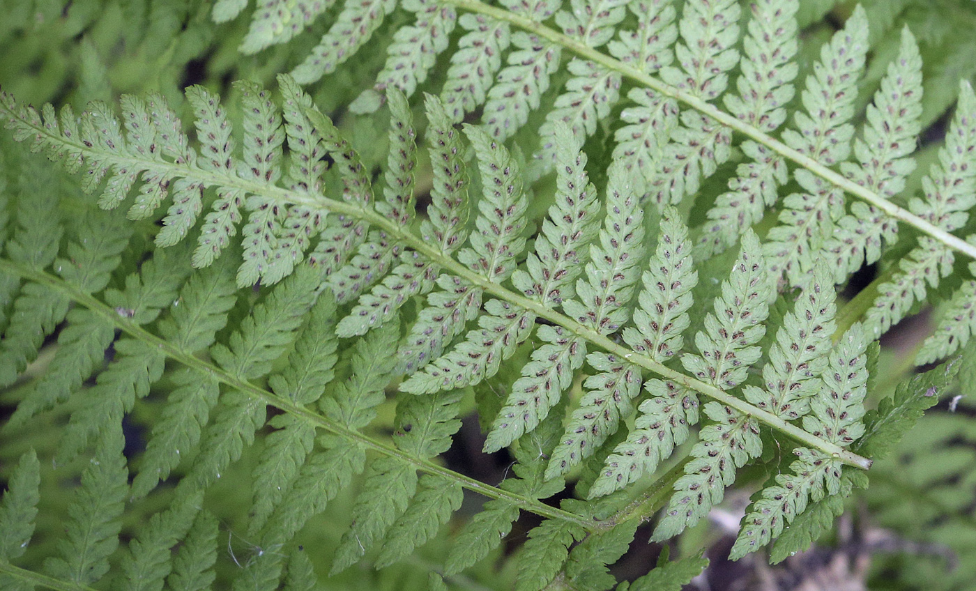 Image of Athyrium filix-femina specimen.