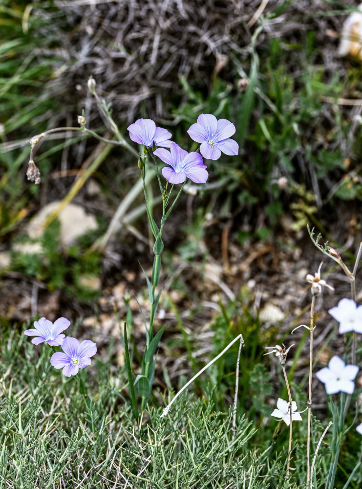 Изображение особи Linum nervosum.