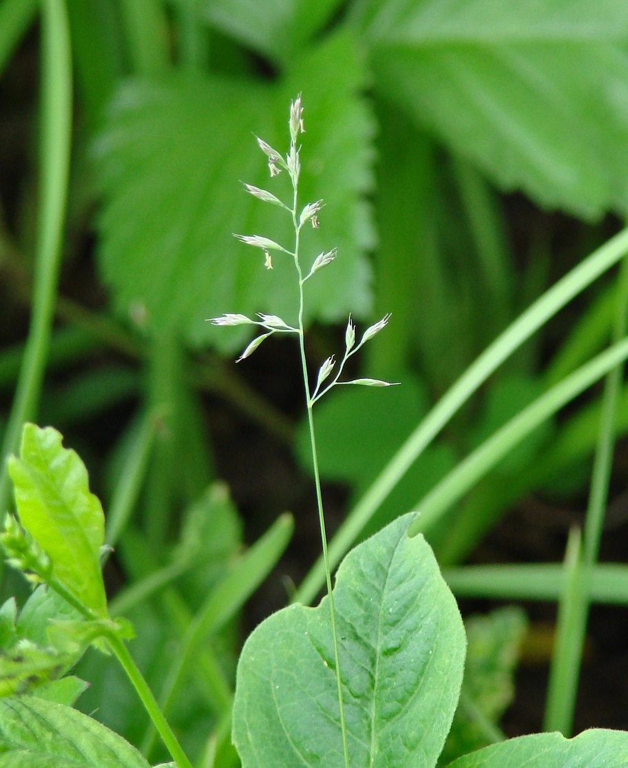 Image of genus Festuca specimen.