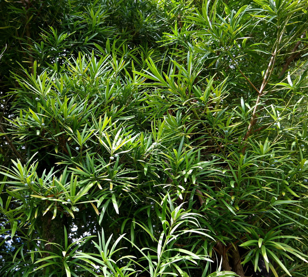 Image of genus Podocarpus specimen.