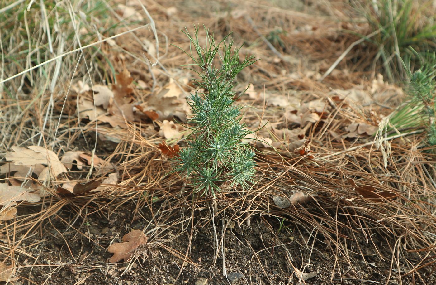 Изображение особи Pinus pityusa.