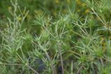 Eryngium campestre. Верхушка растения с развивающимися соцветиями. Ингушетия, Джейрахский р-н, окр. селения Пхамат, дол. р. Армхи, галечный берег. 23 июня 2022 г.