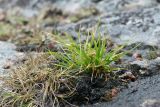 Carex serotina. Плодоносящее растение. Кольский р-н, окр. с. Териберка, природный парк «Териберка», высота 111.7 рядом с батареей № 199, крутой склон западной экспозиции, сырое скальное обнажение. 04.08.2022.