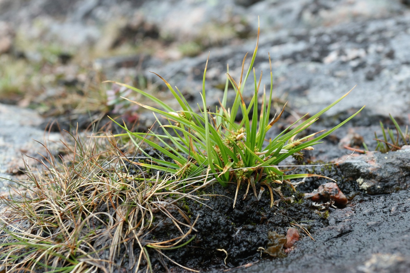 Изображение особи Carex serotina.