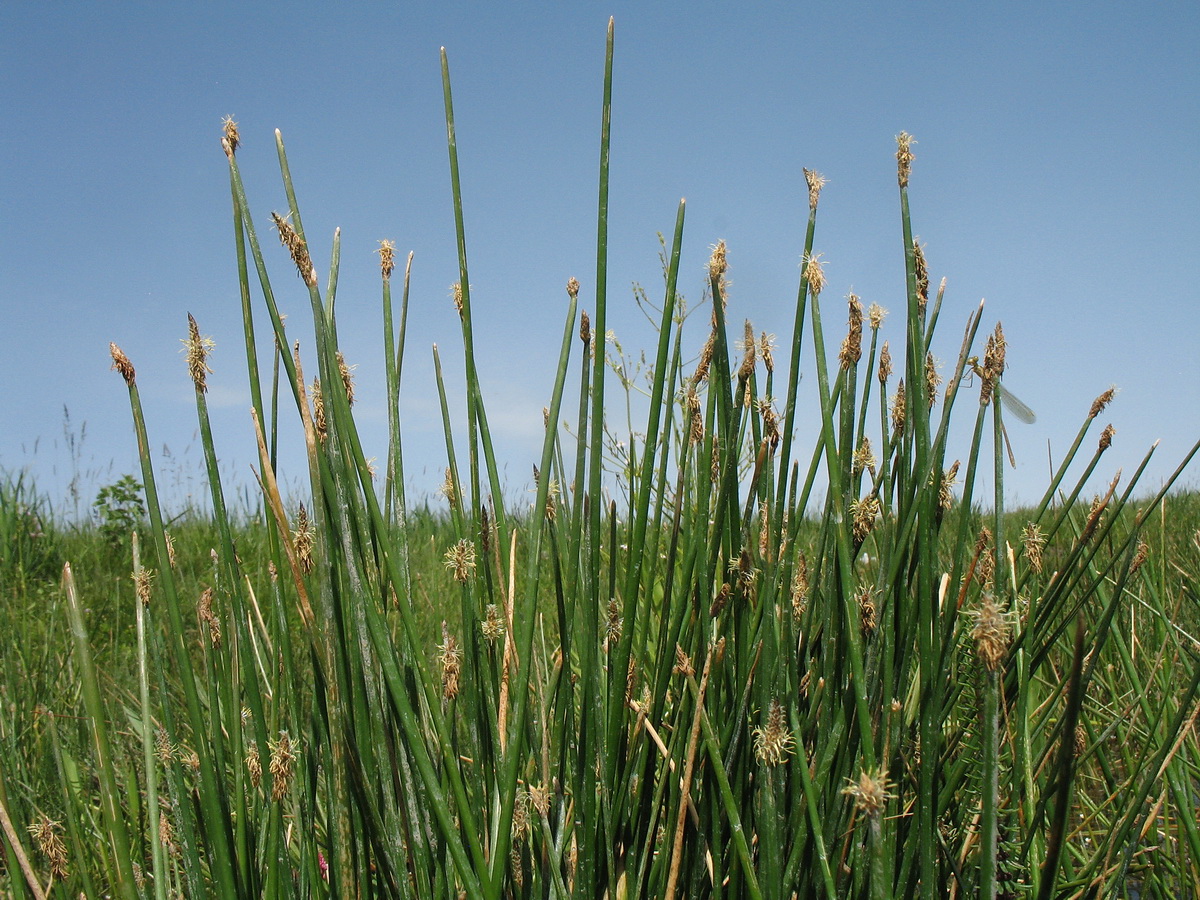 Изображение особи Eleocharis palustris.