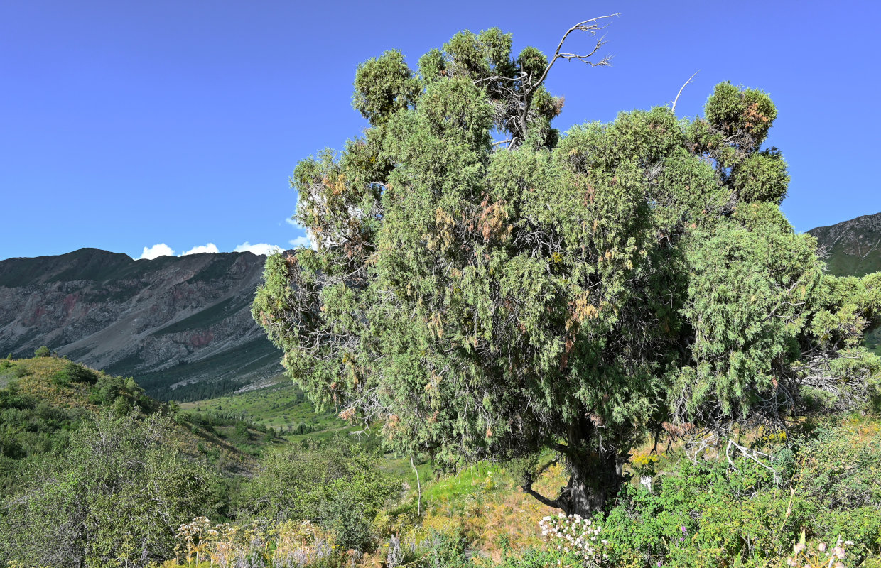 Image of genus Juniperus specimen.