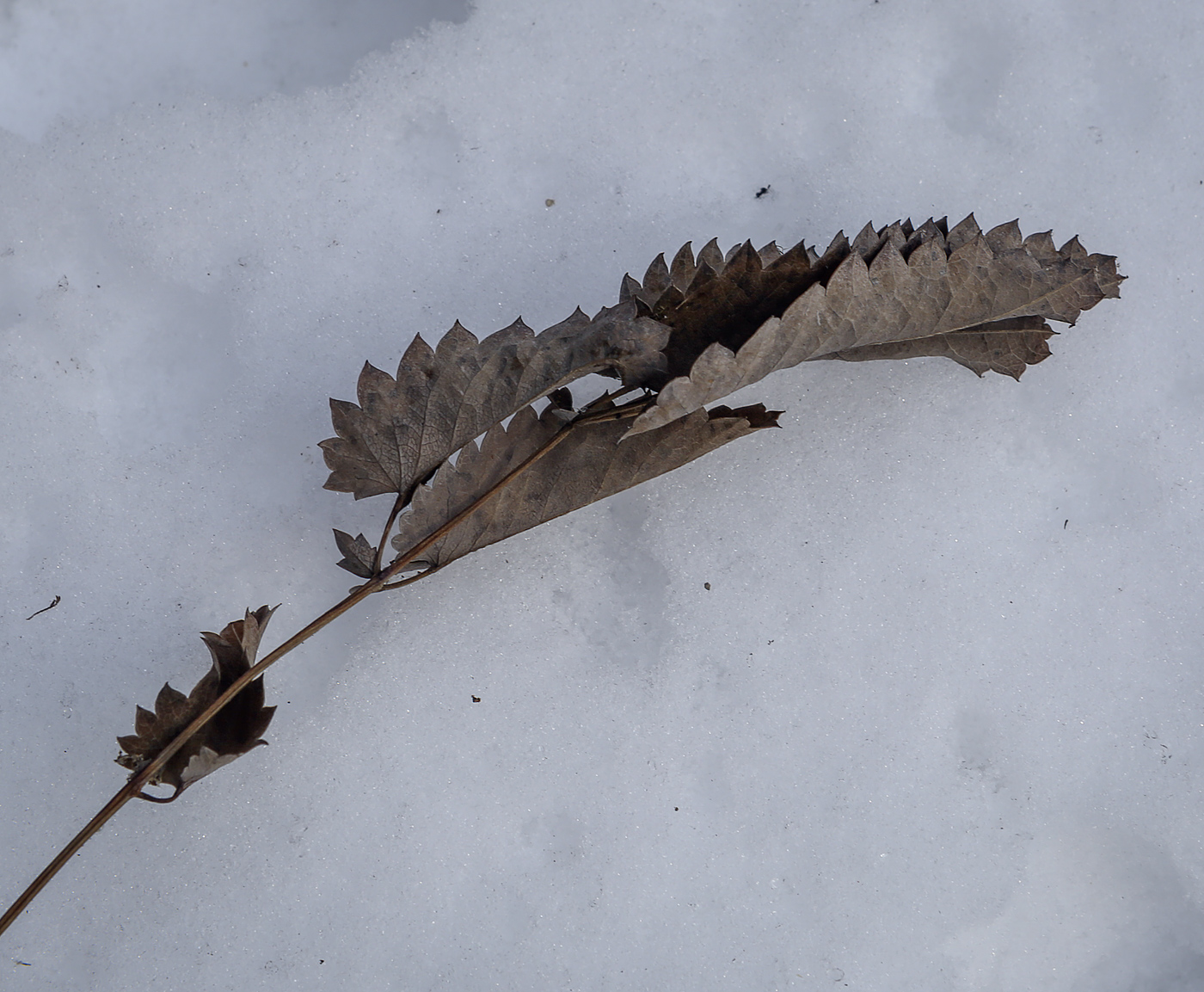 Image of Sanguisorba officinalis specimen.