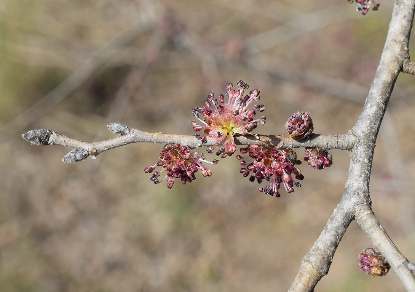 Изображение особи Ulmus minor.