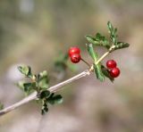 Lonicera paradoxa