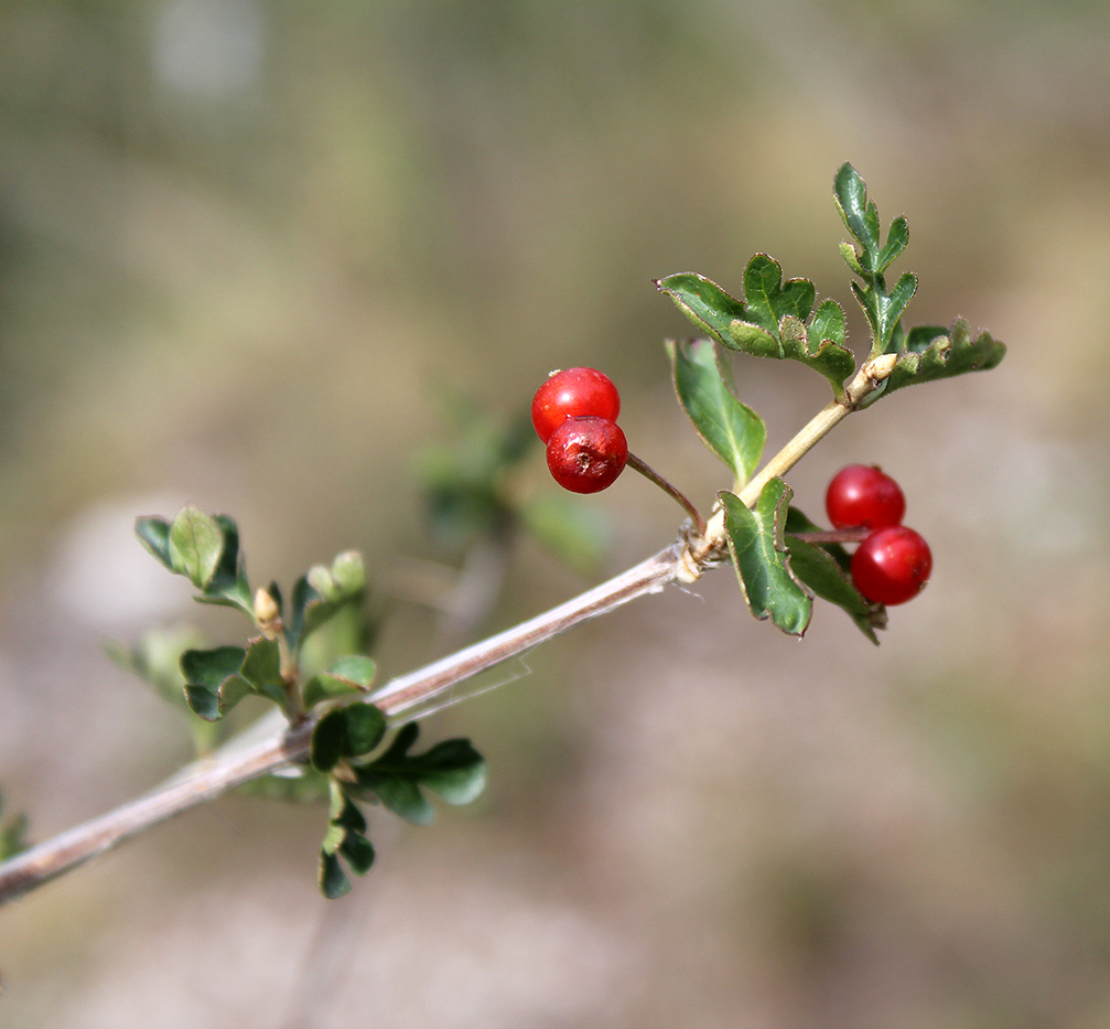 Image of Lonicera paradoxa specimen.