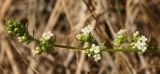 Galium humifusum. Верхушка побега с цветками. Белгородская обл., окр. пос. Борисовка, остепнённый луг на склоне под дендрарием заповедника. 03.07.2010.