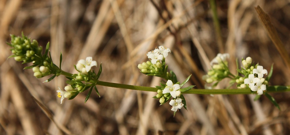 Изображение особи Galium humifusum.