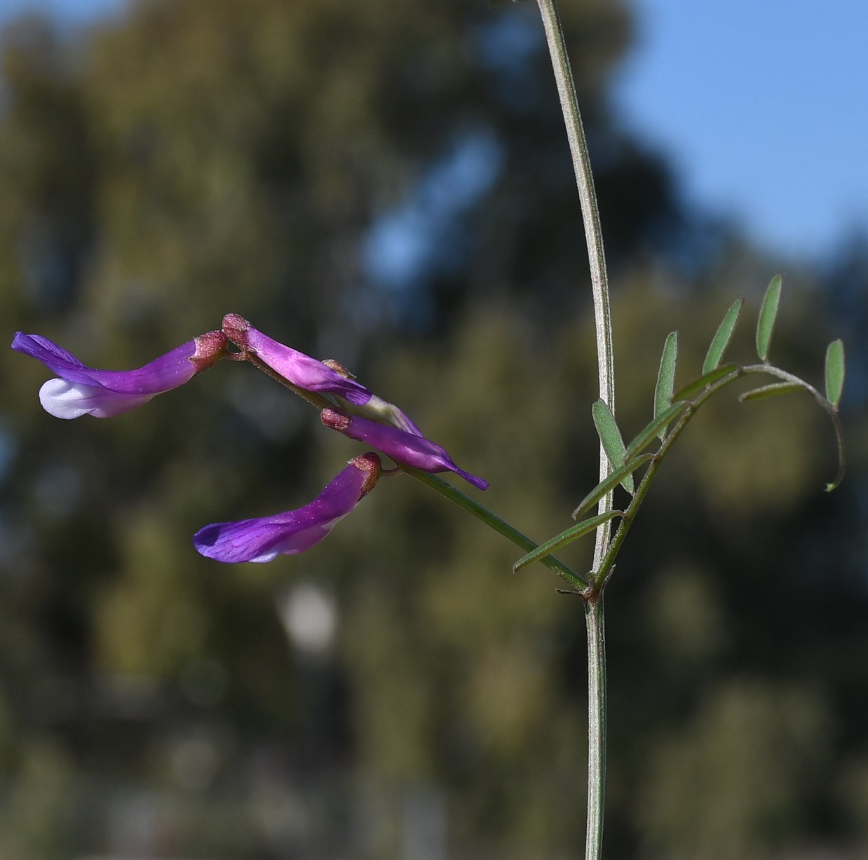 Image of Vicia cassia specimen.