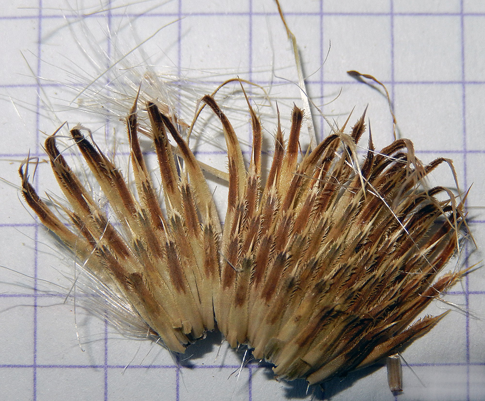 Image of Cirsium serrulatum specimen.